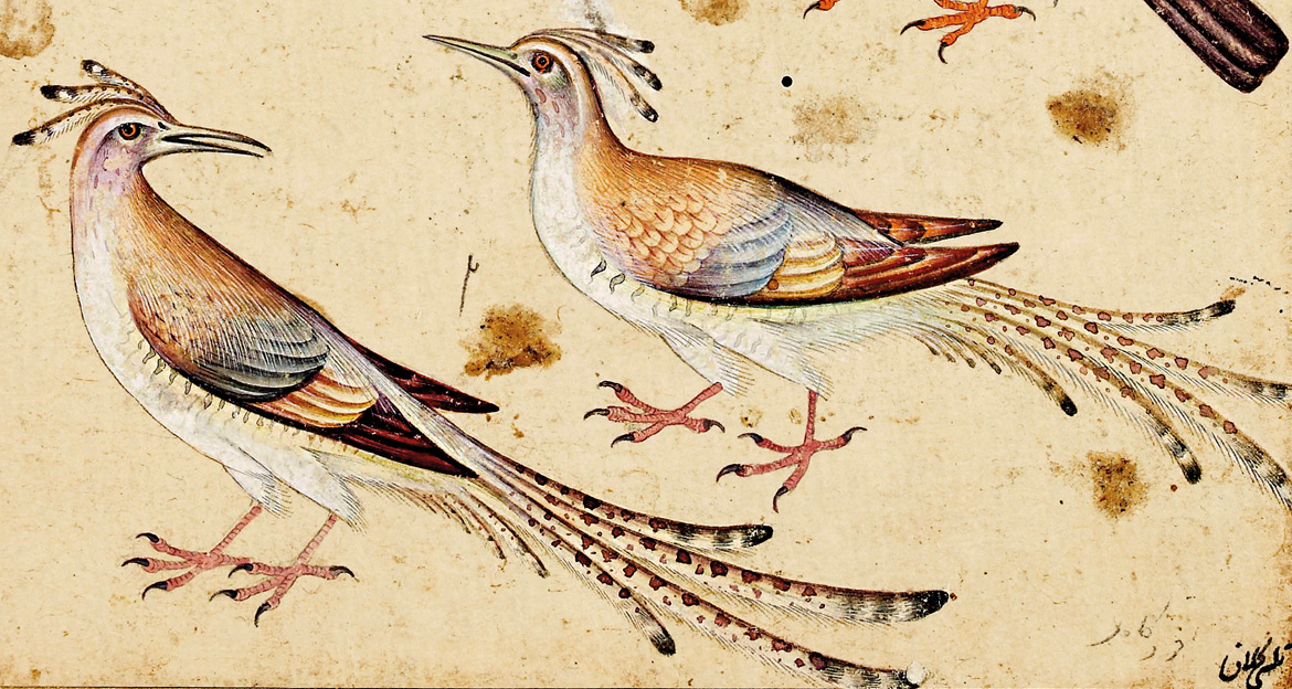 Canticle of the birds