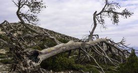 Burnt tree after a forest fire