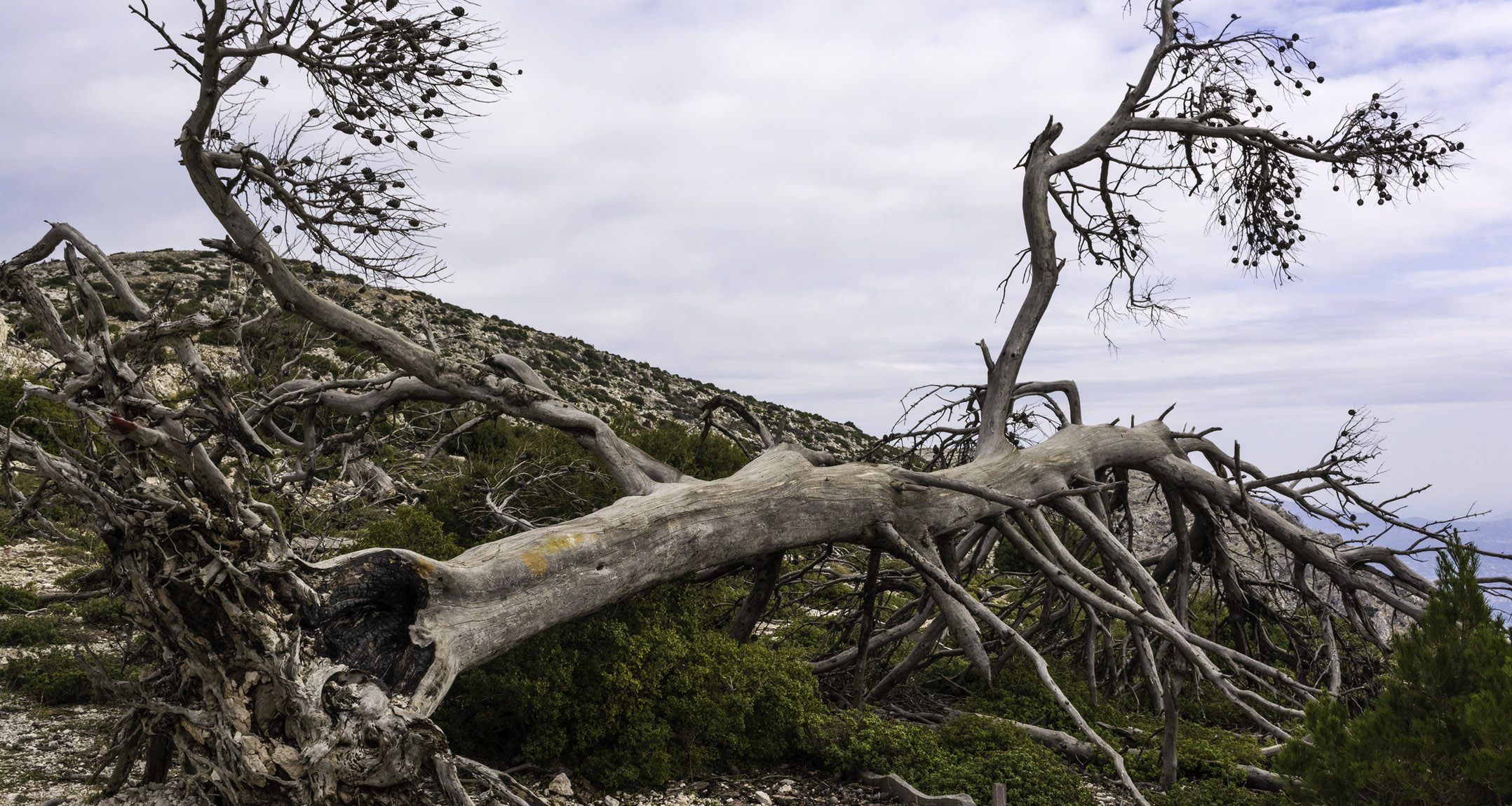 Burnt tree after a forest fire Burnt tree after a forest fire