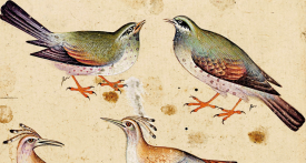 "The Canticle of the Birds" by Attar – Diane de Selliers Editeur