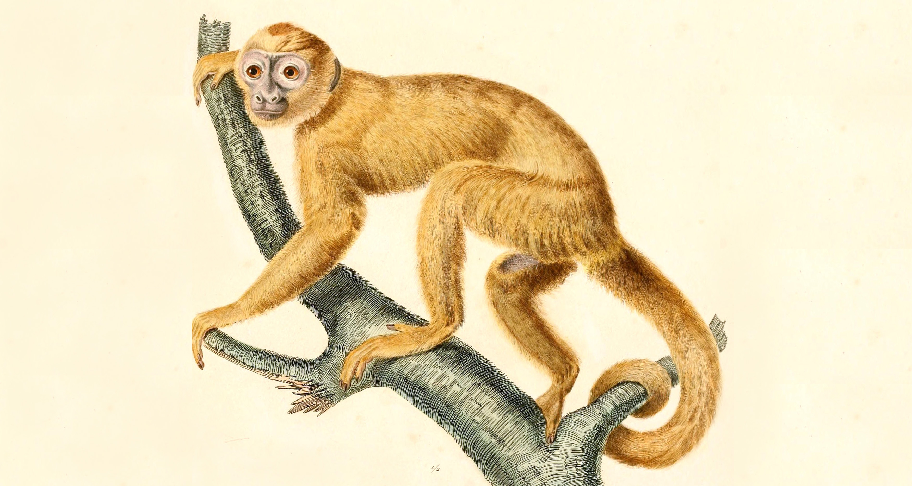 Singe capucin