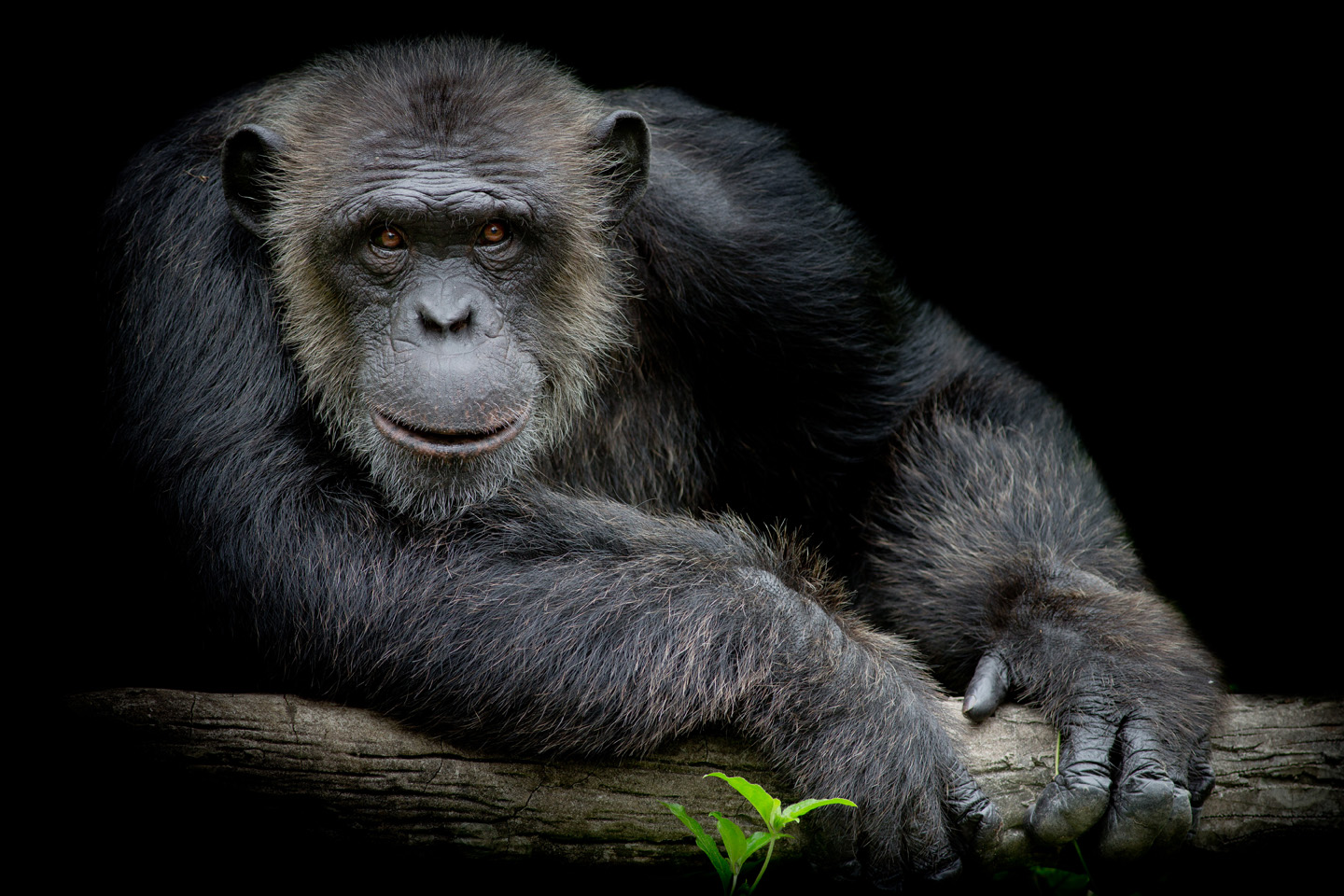 Chimpanzee
