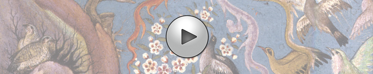 image begin activity - canticle of the birds