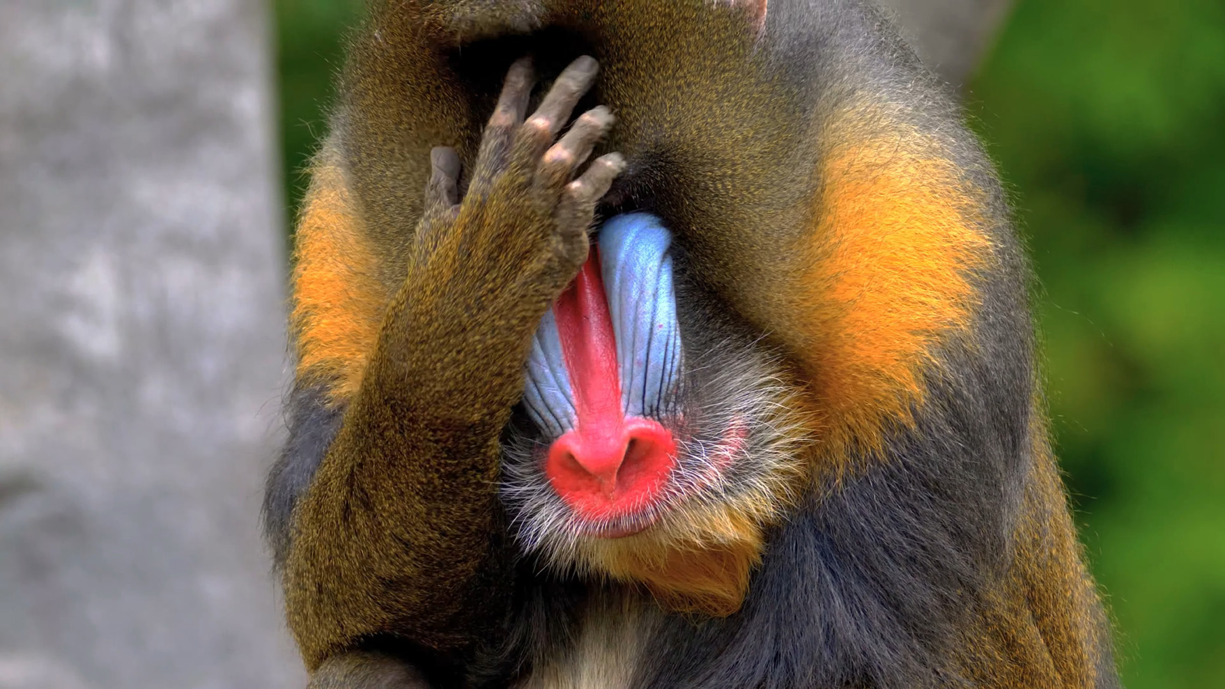 Mandrill