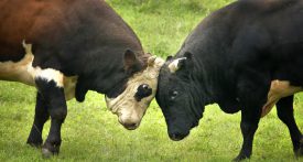 two bulls fighting